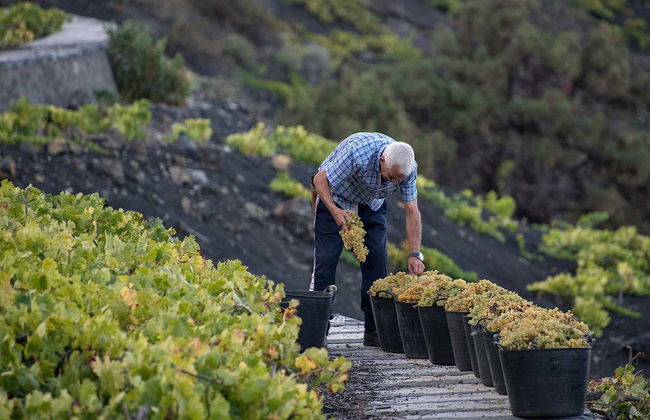 Visita della cantina Bodegas Teneguía - Foto 2