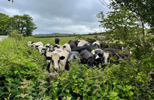 The Pilchard - Lydcott Glamping Cornwall, sea view - Foto 28