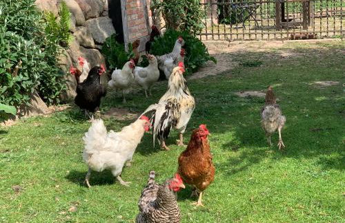 Hof Rabenstein Ostsee bei Kühlungsborn - Foto 33