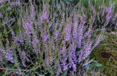 Fewo Schnuckenheide - Foto 23