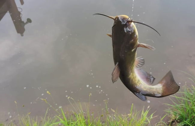 Catskill Retreat - Foto 38