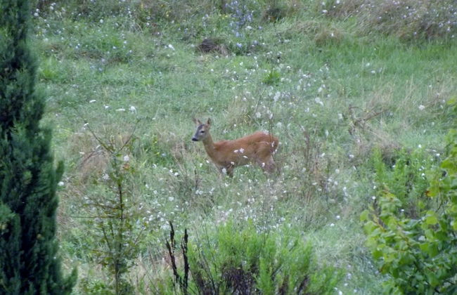 Tenuta i Lecci di Gurian Roberta Maura - Photo 80