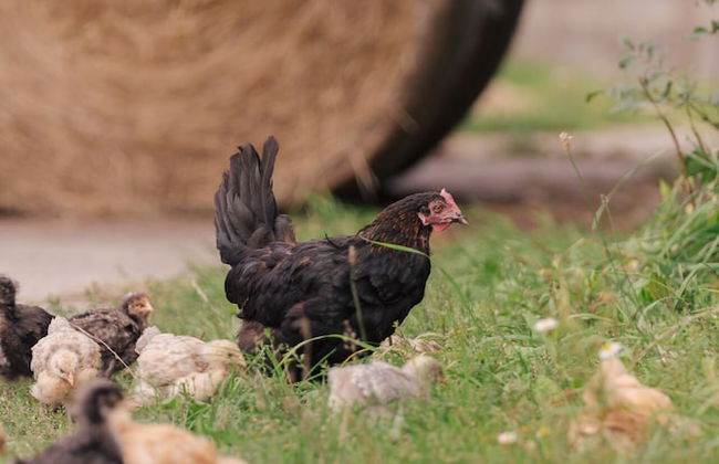 FEWO auf dem Lande - Foto 78