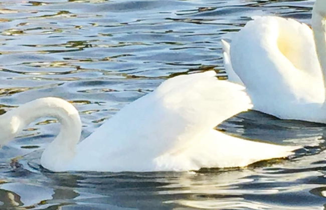 Holiday Home in Auklandshamn - Foto 33