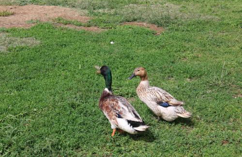 A Casa dei Nonni - Foto 33