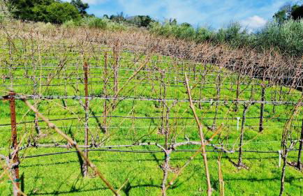 Serene Vineyard Chateau with Pool, Hot Tub, BBQ - Foto 52