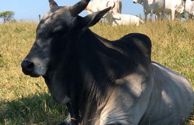 Sítio Refúgio do Alto - Photo 51