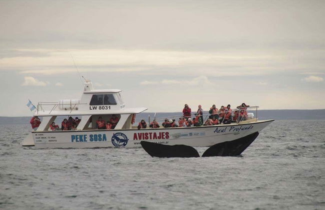 Excursión a la Península Valdés - Foto 4