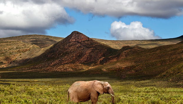Safari de vida silvestre - Foto 2