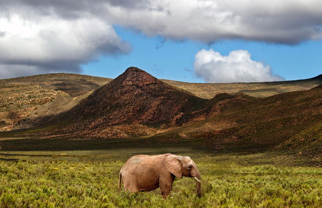 Safari de vida silvestre - Foto 2