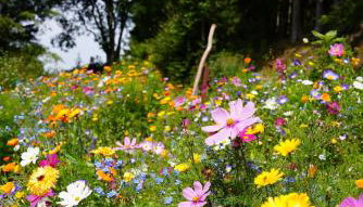 Schwarzwald Chalet - Karlshütte - Foto 4