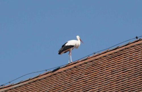 Ferienhof Winkler - Foto 2