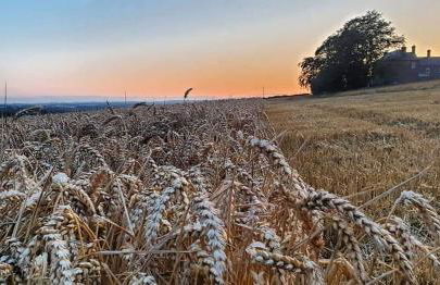 Old Farm Holiday Cottages - Scottish Borders - Foto 7