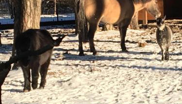 DOM 4 POKOJE Z BASENEM BLISKO WARSZAWY - Foto 4