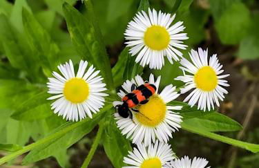 Mein Ferienhaus Rosenbusch 2 - Foto 16