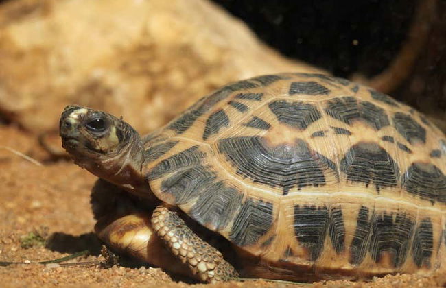 Livorno Aquarium Ticket - Foto 6