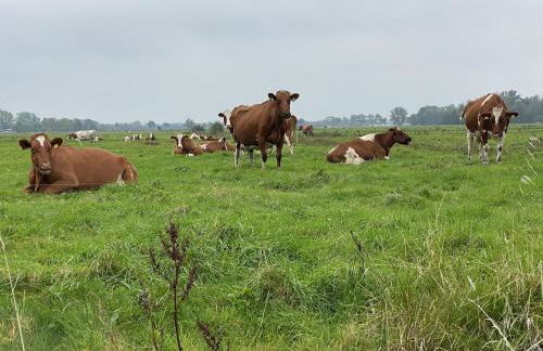 Kuh Blick Ferienhaus Sehestedt - Photo 21