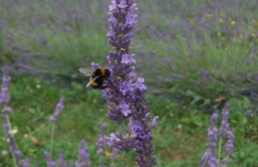 Agriturismo Cascina Rossano - Foto 52