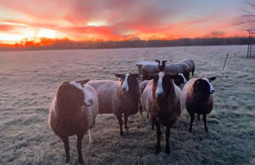 Whittlewood Shepherd's Hut in Silverstone, Cosy, Rural, Views - Photo 11