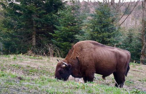 Korona Bieszczad Premium Apartments - Foto 66