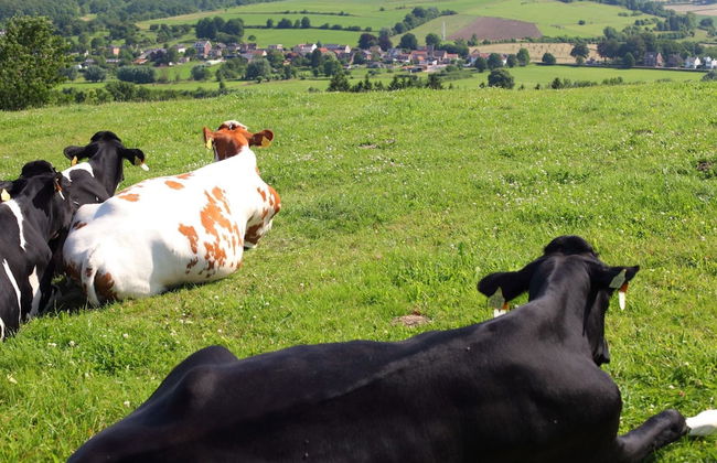 Well-kept Bungalow With Fireplace Near Valkenburg - Photo 19