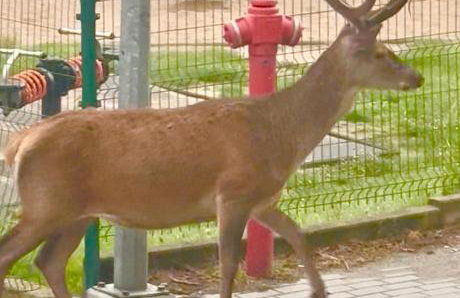 Królewna Śnieżka II - Foto 25