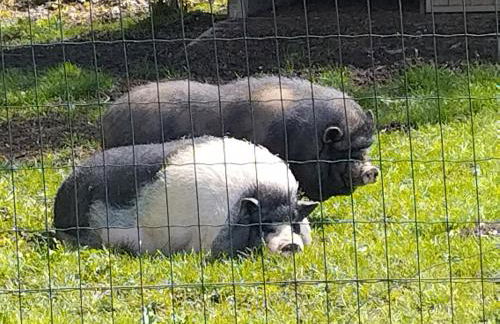 Nid du merle avec sauna et jacuzzi privatif - Foto 40