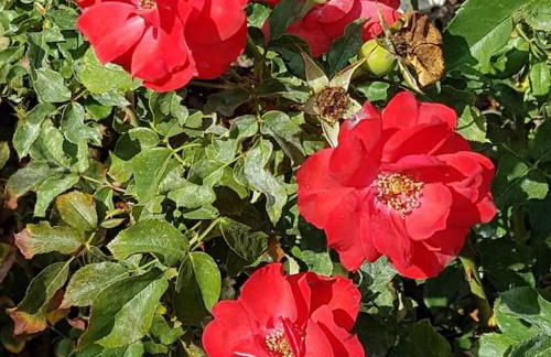 Magical VILLA CASA KOI in Sao Bras de Alportel - Foto 52