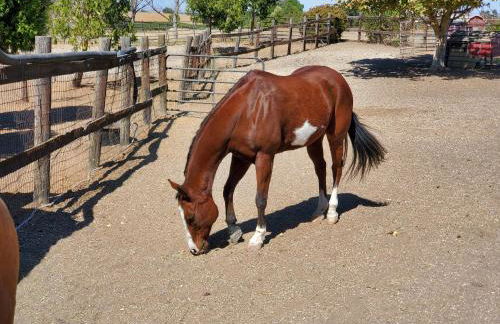 A Cozy Loft in Templeton - Foto 30