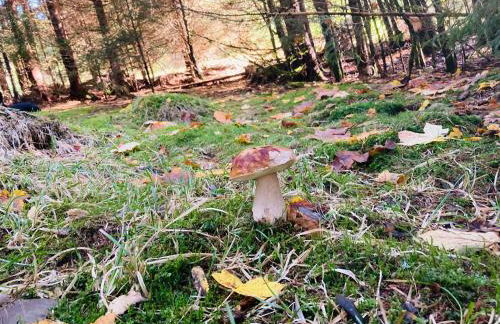 Le Perchoir, Gîte 7 personnes, Le Grand Valtin - Foto 34