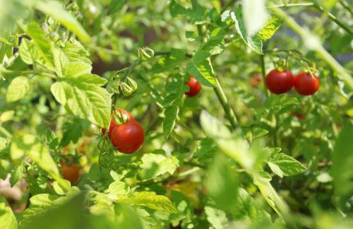 Apartment Dulcis - Photo 28