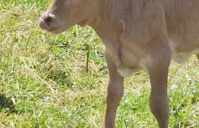 La Cabanya de Can Ganasta - Photo 63