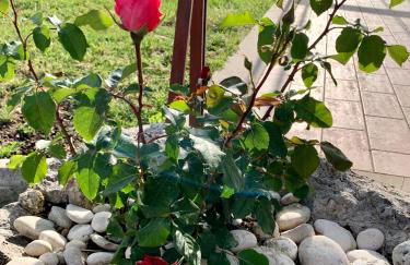 Agriturismo La Terrazza su Farfa - Foto 71