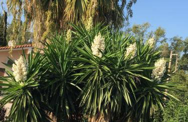 Kardiakafti Village - Foto 62