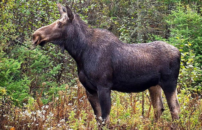 5 Person Holiday Home in Klippan-by Traum - Foto 4