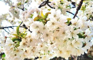 ALBAREÍLLA by #cherrygredos - Photo 37