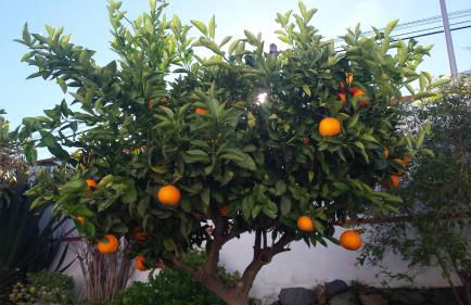 Villa Manzanilla, Malaga - Photo 52