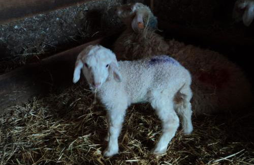 El Horno de Leopoldo - Foto 40