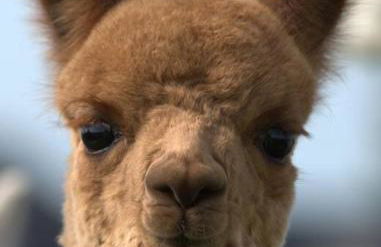 The Alpaca Farmhouse with hot tub and alpaca experience included - Foto 26