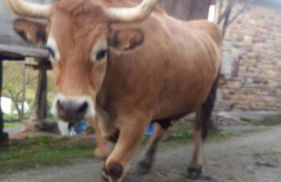 El Requexu de Cervera - Foto 38