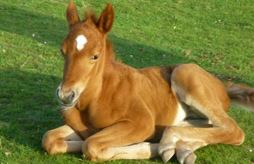 Primrose Spinney - Foto 45