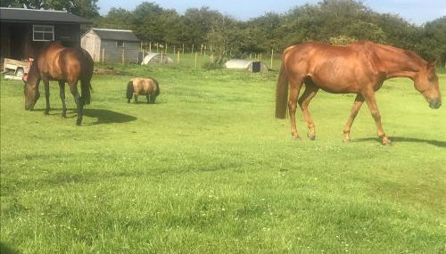 Peaceful Shepherd's Hut next to Horse Field - Foto 5