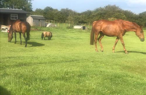 Peaceful Shepherd's Hut next to Horse Field - Foto 5