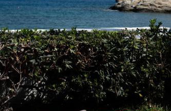 Golden Shellseaside - Foto 35