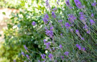 Passage en Paradis - Foto 17