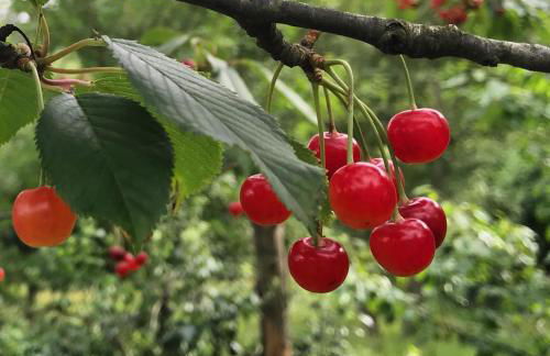 Agriturismo Ca du Chittu - Foto 11