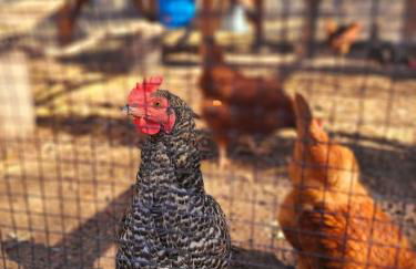 Blacktail Cabin Hideaway with hot tub - Foto 50