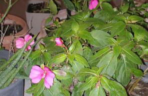 Ολόκληρο διαμέρισμα στην Πάτρα - Foto 20