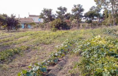 Aroggia Farm - Foto 77