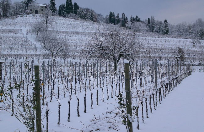 Agriturismo Colutta - Foto 14